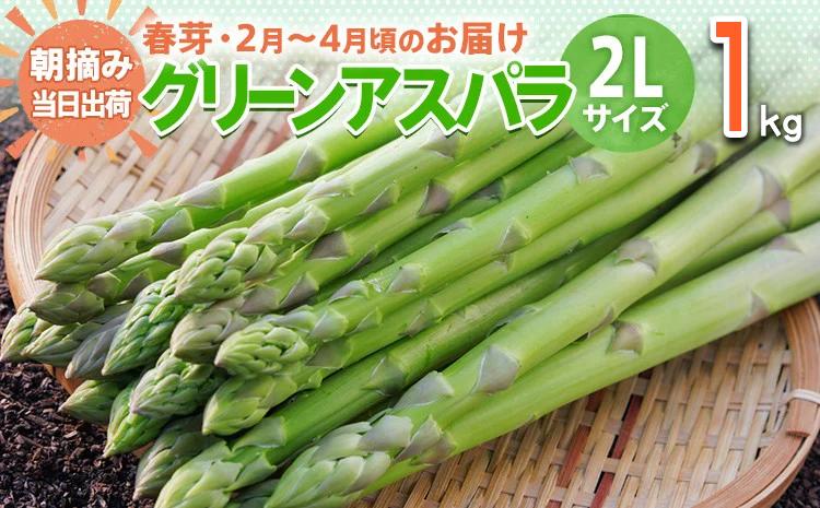 数量限定 先行予約 アスパラ 2Lサイズ 1kg 春芽　朝採り 朝採れ 直送 グリーンアスパラガス アスパラ 【2月～4月お届け】 BT02 春芽【2月～4月お届け】