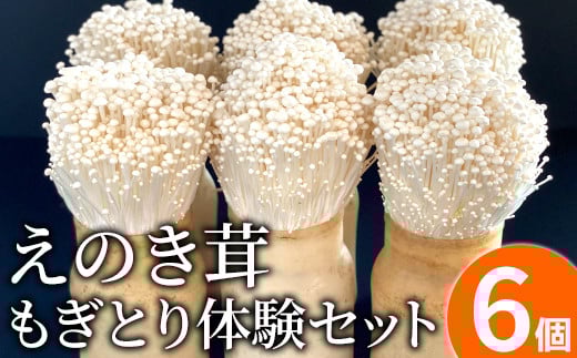 えのき茸もぎとり体験セット　BF03