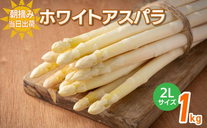 数量限定 ホワイトアスパラガス 2L 1kg 朝採り 朝採れ 直送 グリーンアスパラガス アスパラ 【2月～4月お届け】 BT02w ホワイト【2月〜4月お届け】