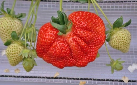 大粒あまおう 2パック 合計500～540g 【2026年2月上旬～4月上旬発送予定】 あまおう 苺 いちご 果物 果実 フルーツ 大粒 国産 九州 福岡県 香春町 冷蔵