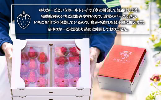 完熟あまおう 贈答用 2パック 合計約500g～820g 【2026年1月上旬～3月上旬までに出荷予定】 いちご 苺 イチゴ ベリー 果物 フルーツ お取り寄せ デザート おやつ