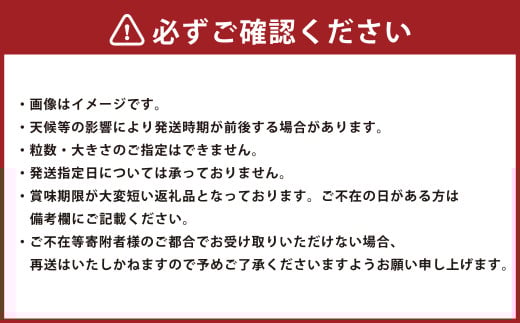 博多あまおう（冬） 約250g～270g×2パック 計約500g～540g【2025年12月上旬-2026年1月下旬発送予定】 いちご 苺 イチゴ 果物 フルーツ