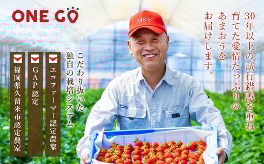 【2026年3月発送】エコファーマー あまおう 約280g×2パック 計560g / いちご 苺 イチゴ ベリー 果物 フルーツ お取り寄せ デザート おやつ