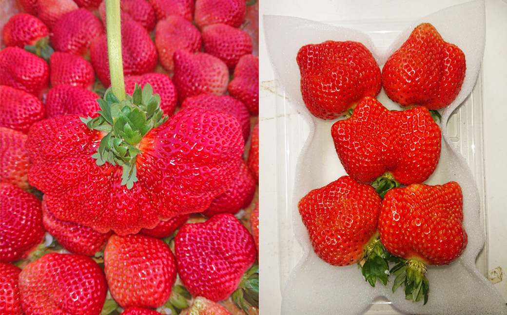 【2026年2月上旬～7月下旬発送予定】【4回定期便】あまおう大好き定期便 大粒あまおう DXあまおう ジェラート2種 レアチーズケーキ 苺 スイーツ 冷凍 冷蔵