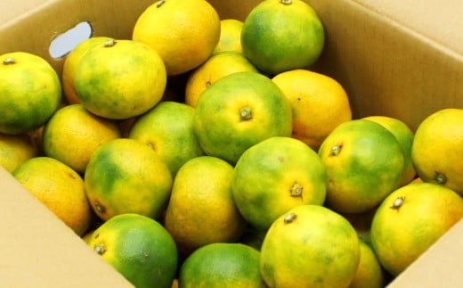 福岡県ブランド みかん 「早味かん」 3kg