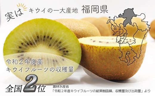 福岡県ブランド キウイフルーツ 「博多甘うぃ」 化粧箱 大玉9玉 約1.4kg