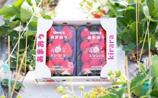 あまおう 約570g 約285g×2パック いちごファームきらら 冷蔵【ふくおかエコ農産物認証】【2026年2月上旬-3月下旬発送予定】