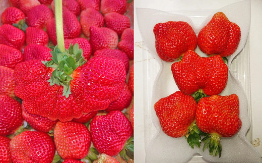 【2026年3月上旬～4月下旬発送予定】 春のあまおう （2L・2A・G規格以上 4パック） 計約1000-1080g 苺 いちご