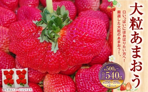 大粒あまおう 2パック 合計500～540g 【2026年2月上旬～4月上旬発送予定】 あまおう 苺 いちご 果物 果実 フルーツ 大粒 国産 九州 福岡県 香春町 冷蔵