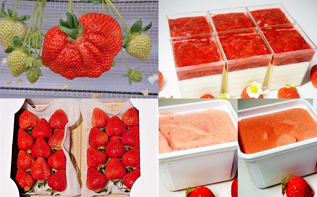 【2026年2月上旬～7月下旬発送予定】【4回定期便】あまおう大好き定期便 大粒あまおう DXあまおう ジェラート2種 レアチーズケーキ 苺 スイーツ 冷凍 冷蔵