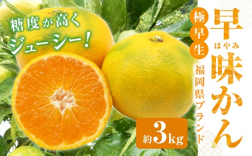 福岡県ブランド みかん 「早味かん」 3kg
