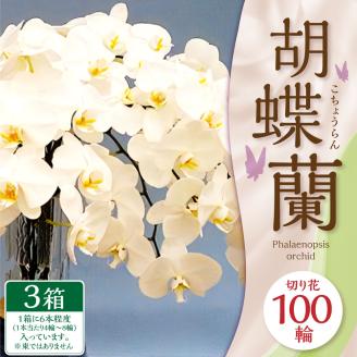 【2024年3月上旬発送開始】 ＜特選＞ 胡蝶蘭切り花 100輪セット