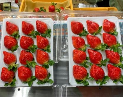 【2024年1月より順次発送開始】福岡県産 あまおう 800g以上 いちご 苺