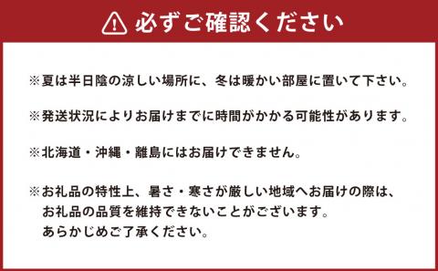【2024年3月上旬発送開始】たんぼのラン屋さん 胡蝶蘭 3本立白大輪