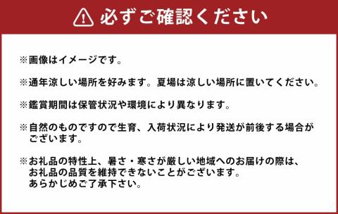 【2024年3月上旬発送開始】 胡蝶蘭 プリンセスピーチ三本立ち 総数21輪程度