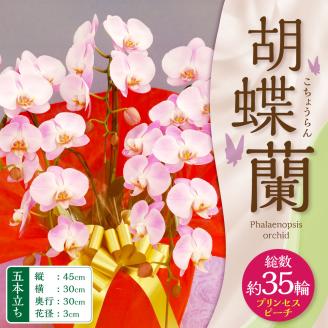 【2024年3月上旬発送開始】プリンセスピーチ 五本立ち総数 35輪 程度 福岡県 糸田町 花 胡蝶蘭