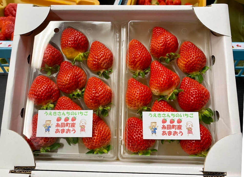 福岡県産 あまおう 2パック 合計500g以上 いちご 苺 【2026年1月上旬-3月下旬発送】