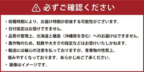 【2024年1月より順次発送開始】福岡県産 あまおう 800g以上 いちご 苺