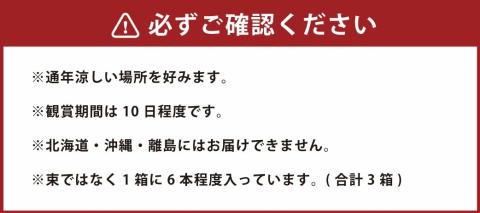 【2024年3月上旬発送開始】 ＜特選＞ 胡蝶蘭切り花 100輪セット