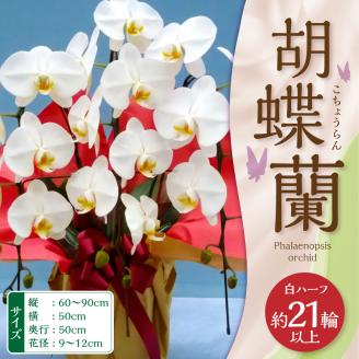 【2024年3月上旬発送開始】たんぼのラン屋さん 胡蝶蘭 白ハーフ21輪以上