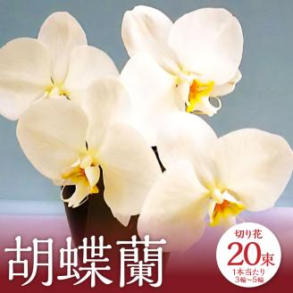 【2024年3月上旬発送開始】胡蝶蘭切り花20束 80輪セット