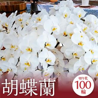 【2024年3月上旬発送開始】 ＜特選＞ 胡蝶蘭切り花 100輪セット