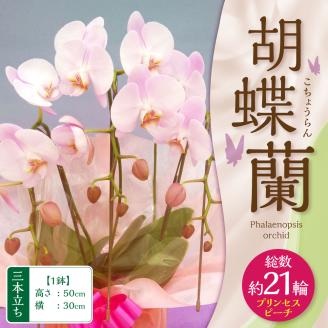 【2024年3月上旬発送開始】 胡蝶蘭 プリンセスピーチ三本立ち 総数21輪程度
