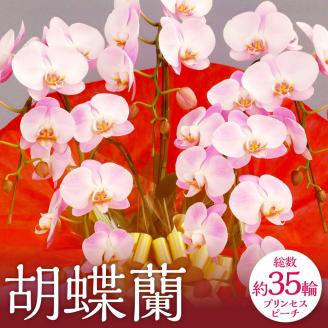 【2024年3月上旬発送開始】プリンセスピーチ 五本立ち総数 35輪 程度 福岡県 糸田町 花 胡蝶蘭