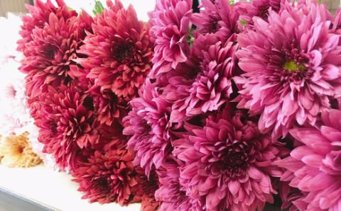 スプレー菊　花束（２０～３０本） Q1-S