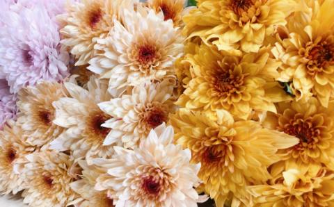 スプレー菊　花束（３０～４５本） Q2-S