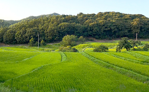 【新米】赤村産棚田米こだわりの夢つくし（玄米）３０ｋｇ J3-S