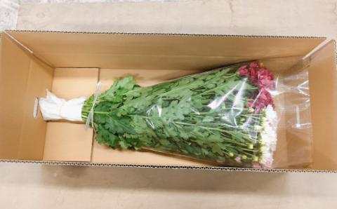 スプレー菊　花束（３０～４５本） Q2-S