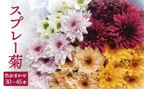 スプレー菊　花束（３０～４５本） Q2-S