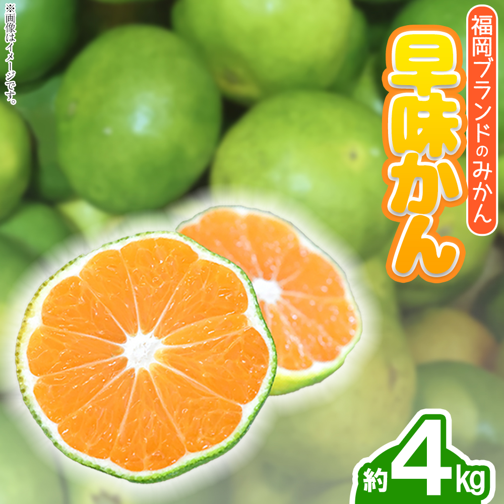 福岡ブランドみかん・早味かん約4kg 4A17