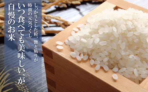 無洗米 福岡県産・元気つくし10kg定期便(毎月・年12回)