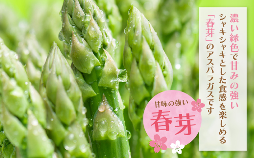 清流・自然栽培 アスパラガス(春芽) 1kg(LL) LLサイズ
