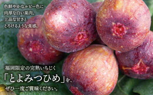 いちじく とよみつひめ 4パック（約1.2kg）福岡県限定 フルーツ 果物 くだもの【2026年7月下旬～2026年9月発送予定】
