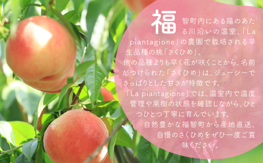 2026年発送 ハウス桃 さくひめ 約2kg 桃 もも モモ 福岡県 福智町産 さくひめ 果実 果物 くだもの フルーツ 産地直送 先行予約 送料無料 《 予約受付 》【2026年5月末～2026年6月末発送予定】