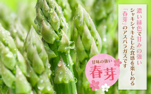 【訳あり】清流・自然栽培 アスパラガス(春芽) 1kg 