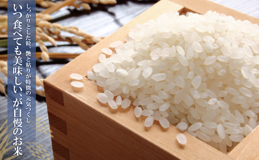 【新米】令和7年産 無洗米 福岡県産・元気つくし10kg  無洗米 むせんまい 米 コメ 10kg キャンプ 研がなくていい  5kg×2 TWR 10キロ 箱入り 手間なし カンタン 簡単 福岡 元気つくし 元気づくし 手軽 リピート 日時指定 ギフト お中元 お歳暮 手にやさしい 時短 コスパ 福岡県限定銘柄 人気上昇中	