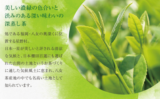  八女星野【訳あり】深蒸し茶1100g