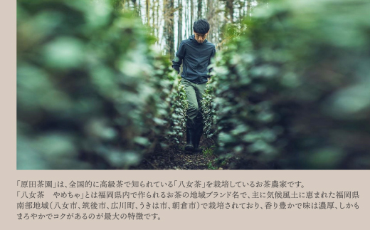 原田茶園 煎茶 華喜 200g（100g×2） 煎茶 八女茶 お茶 日本茶