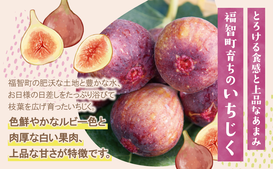 ★先行予約受付開始★ ふくふく果実定期便（隔月・年2回） 2026年発送 いちじく イチジク とよみつひめ もも 桃 モモ さくひめ フルーツ 果物 定期便 福岡県産 福智町産 送料無料