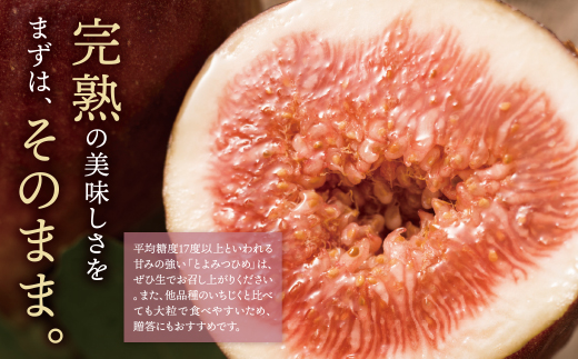 いちじく とよみつひめ 4パック（約1.2kg）福岡県限定 フルーツ 果物 くだもの【2026年7月下旬～2026年9月発送予定】