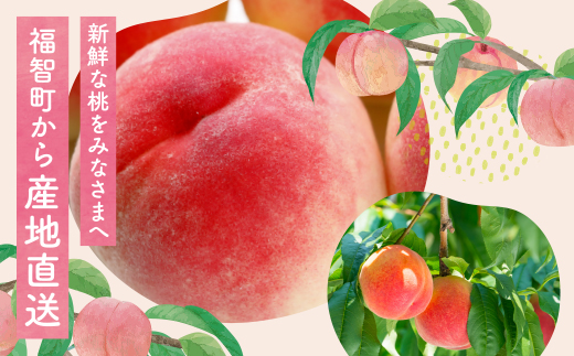 2026年発送 ハウス桃 さくひめ 約2kg 桃 もも モモ 福岡県 福智町産 さくひめ 果実 果物 くだもの フルーツ 産地直送 先行予約 送料無料 《 予約受付 》【2026年5月末～2026年6月末発送予定】