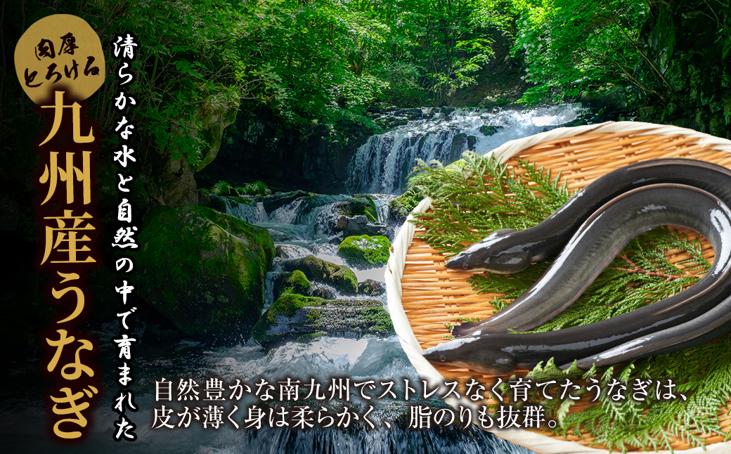 国産 うなぎ 丑の日 ギフト 贈答 人気 有頭 食べ方 送料無料