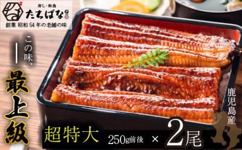 老舗たちばな　鰻蒲焼（250g前後）×2尾鰻蒲焼用タレ・山椒付 鰻 うなぎ