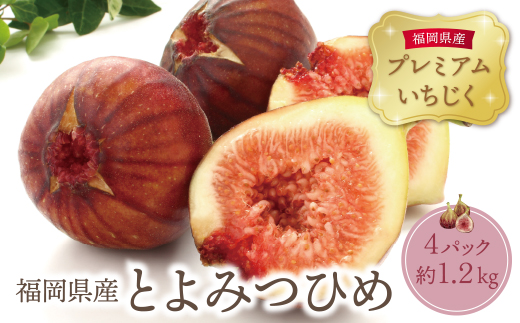 いちじく とよみつひめ 4パック(約1.2kg)福岡県限定 フルーツ 果物 くだもの[2026年7月下旬〜2026年9月発送予定]