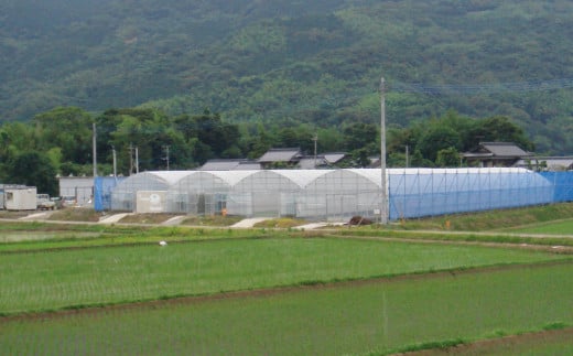 【新米先行予約】白川米 ( 夢つくし ) 白米 ・ 玄米 セット 合計20kg お米 精米【2025年10月下旬から順次発送予定】