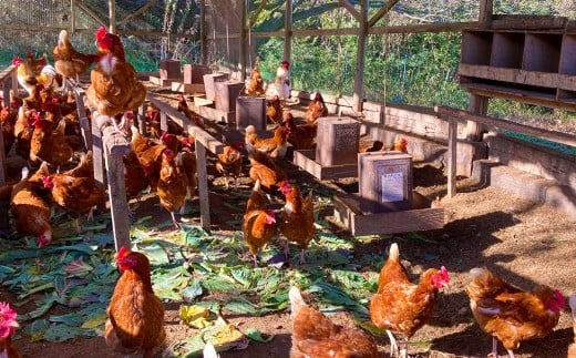 和三盆 無添加 コテツ 焼プリン 約80g×6個セット カスタード